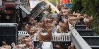 Milhares de galinhas bloqueiam rodovia na Áustria