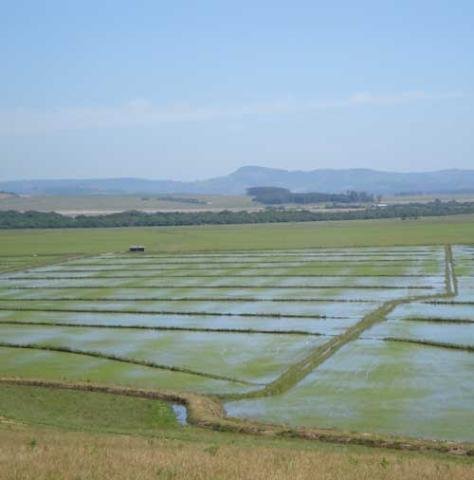 Como consumidor tem restri&ccedil;&otilde;es a aspectos visuais do gr&atilde;o, ind&uacute;stria paga menos ao agricultor