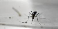 Droga para malária protege fetos da zika, aponta estudo