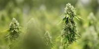 Supremo vai julgar no mérito do uso medicinal da Cannabis
