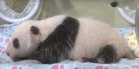 Panda nascida no Japão completa um mês de vida