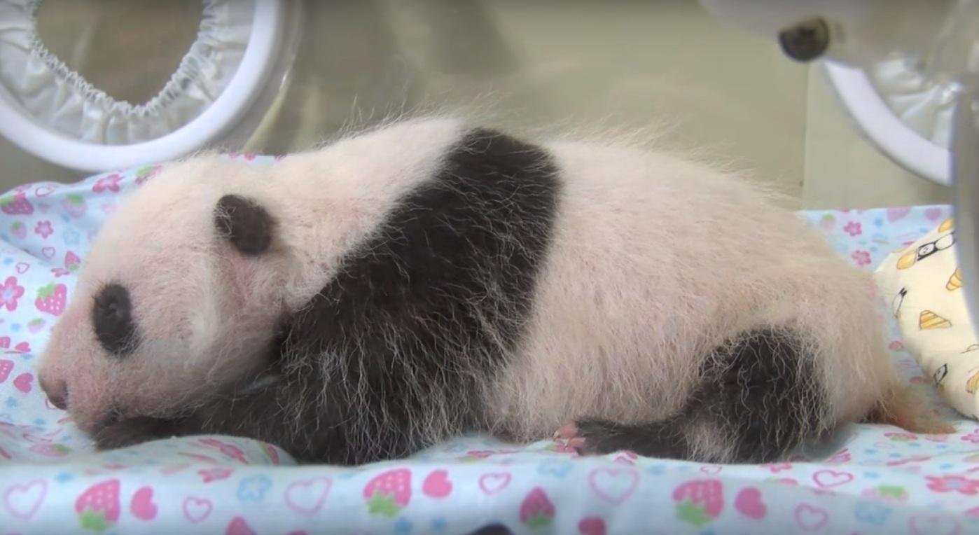 Panda nascida no Jap&atilde;o completa um m&ecirc;s de vida