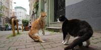 Gatos de rua foram acompanhados por equipe de cinema, revelando suas peculiaridades na cidade