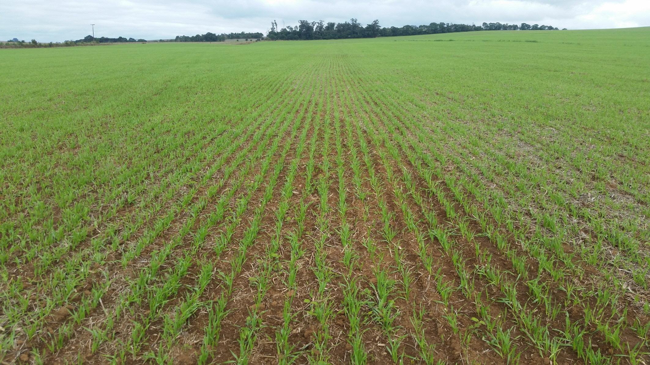 &Aacute;rea cultivada deve crescer 60% nos Campos de Cima da Serra e 35% no Estado
