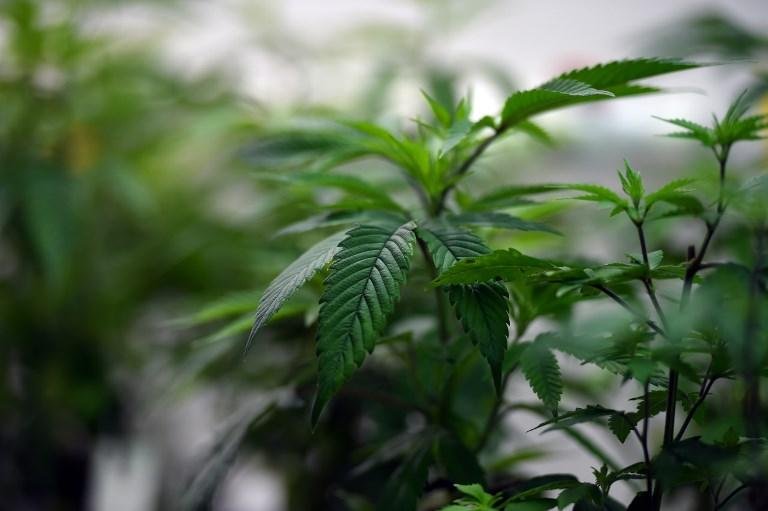 Na lei de 2013, os uruguaios passaram a ter direito de cultivar planta em casa
