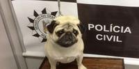 Um pug foi roubado em novembro em Cachoeirinha e recuperado em Gravataí nessa quarta