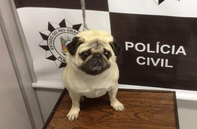 Um pug foi roubado em novembro em Cachoeirinha e recuperado em Gravata&iacute; nessa quarta