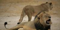 A morte de Cecil, em 2015, causou indignação no mundo inteiro entre os defensores dos animais