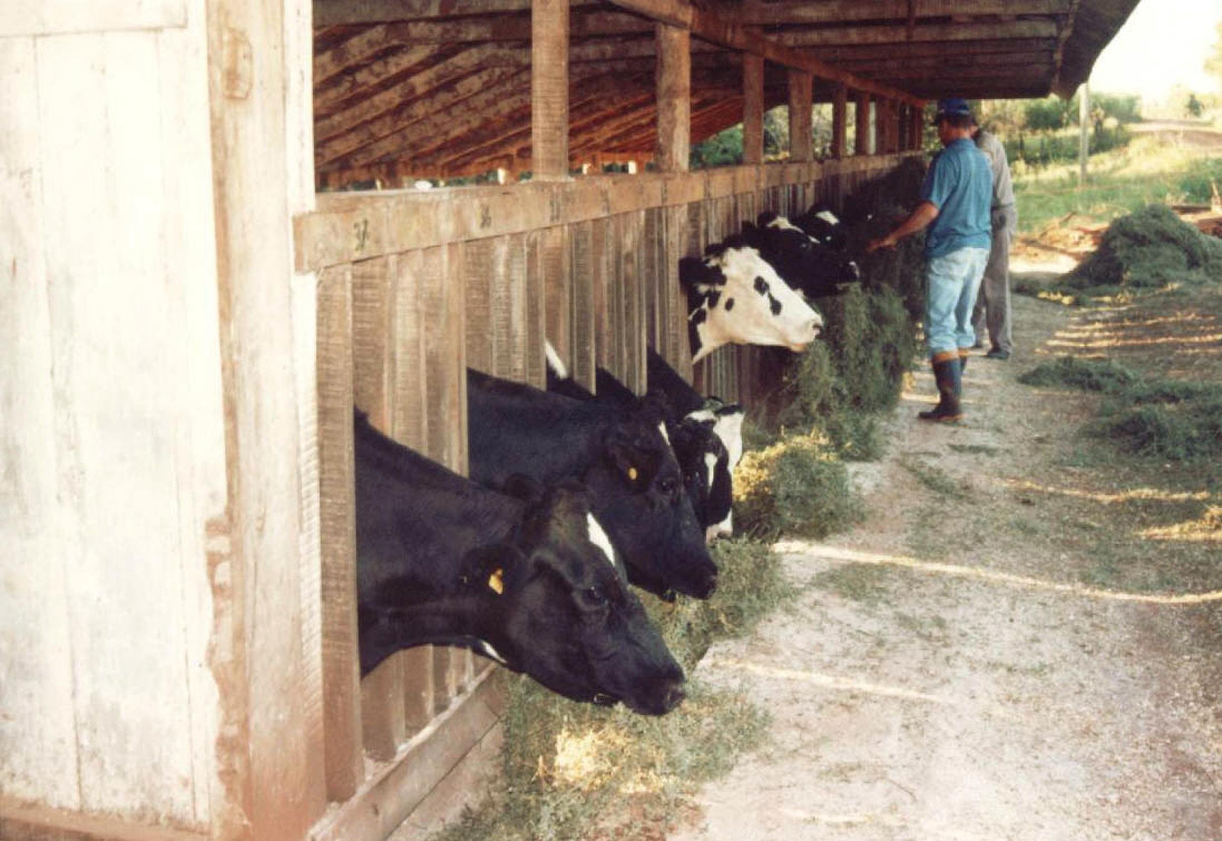Sistema &eacute; mais usado nas regi&otilde;es agr&iacute;colas que disp&otilde;e de alimento pr&oacute;ximo