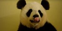Panda engravida em zoológico na França, fato inédito no país europeu 