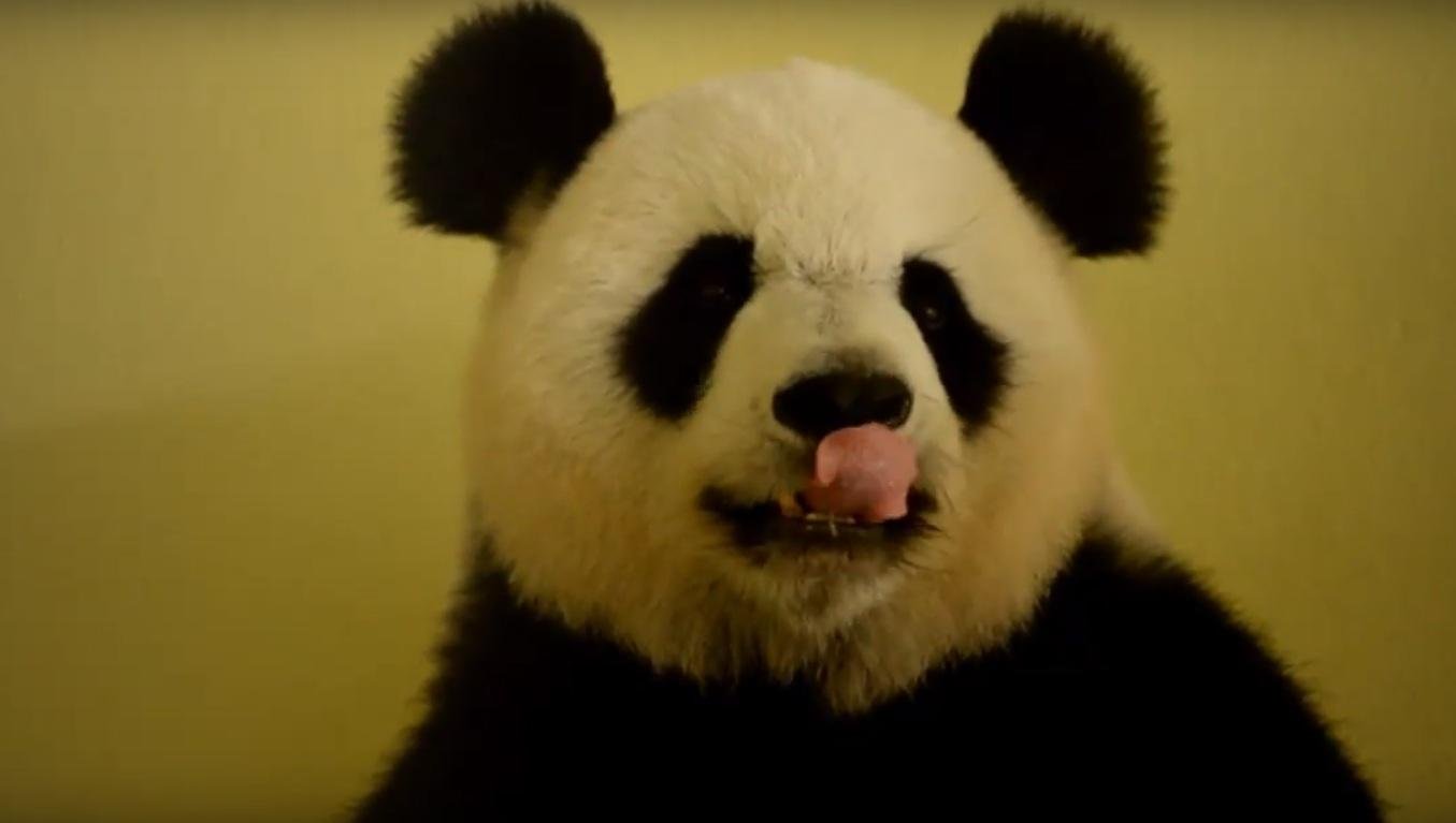 Panda engravida em zool&oacute;gico na Fran&ccedil;a, fato in&eacute;dito no pa&iacute;s europeu 