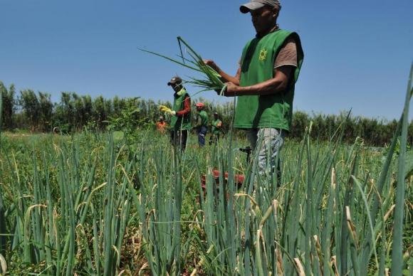 Segundo o IBGE, mesmo com a crise o setor agropecu&aacute;rio apresentou avan&ccedil;o de 1% do PIB
