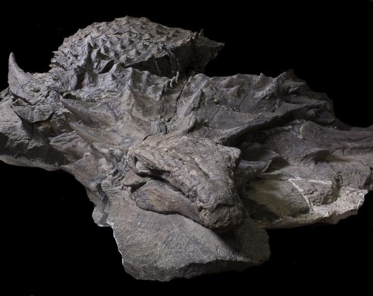 Animal de 5,5 metros foi descoberto em 2011