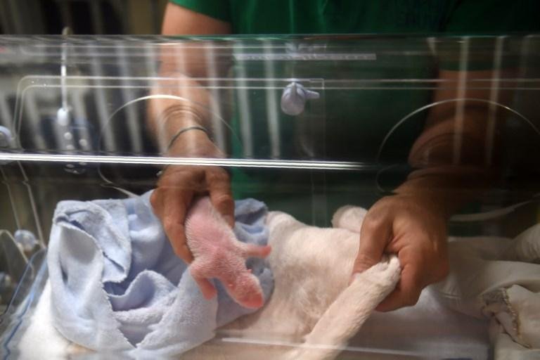 Pequeno panda, o primeiro a nascer em territ&oacute;rio franc&ecirc;s, "est&aacute; sadio", garantiu o veterin&aacute;rio