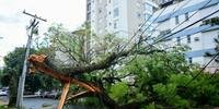 Vento forte também causou a queda de árvores na Capital