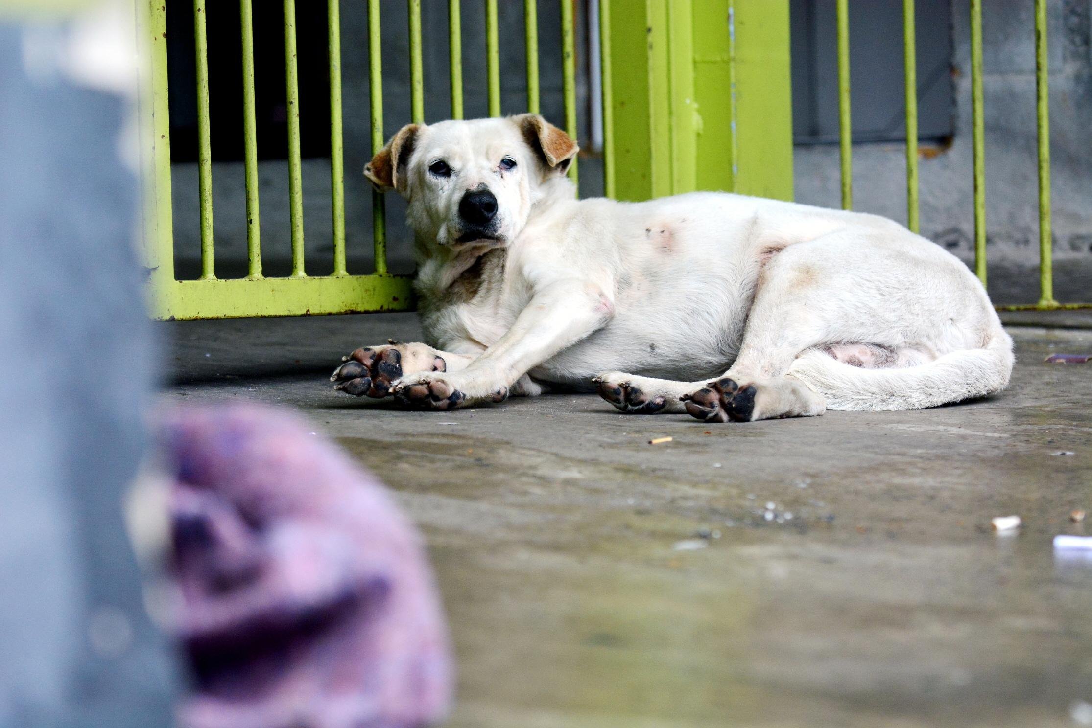 Licen&ccedil;as precisam ser concedidas para hospital veterin&aacute;rio reabrir 