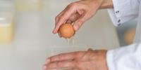 Ovos contaminados são recolhidos em operação belgo-holandesa