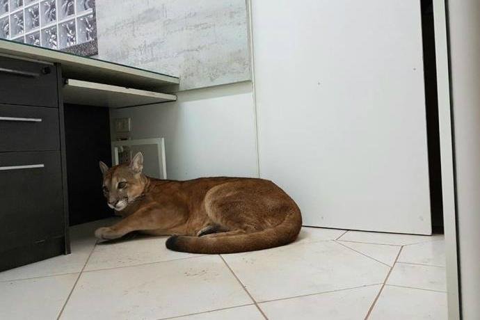 Animal estava na recep&ccedil;&atilde;o de uma f&aacute;brica em Itapecerica da Serra, no interior de S&atilde;o Paulo