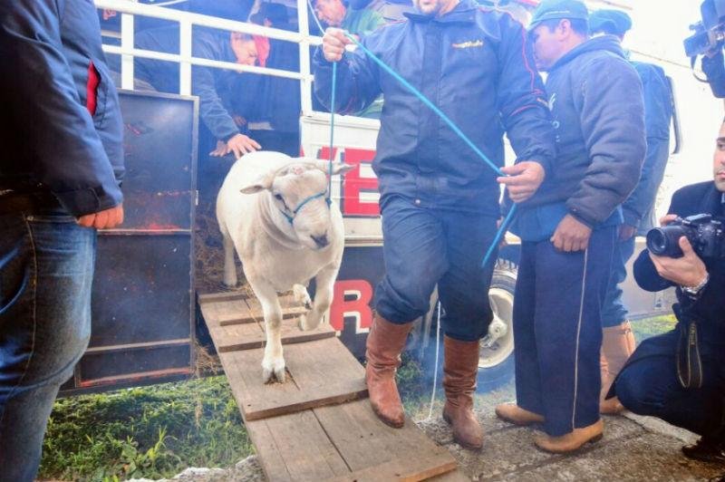 Carneiro da ra&ccedil;a Texel &eacute; o primeiro animal a chegar na Expointer 