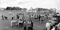 Primeira exposição reuniu 2,9 mil animais de 45 raças no parque de Esteio