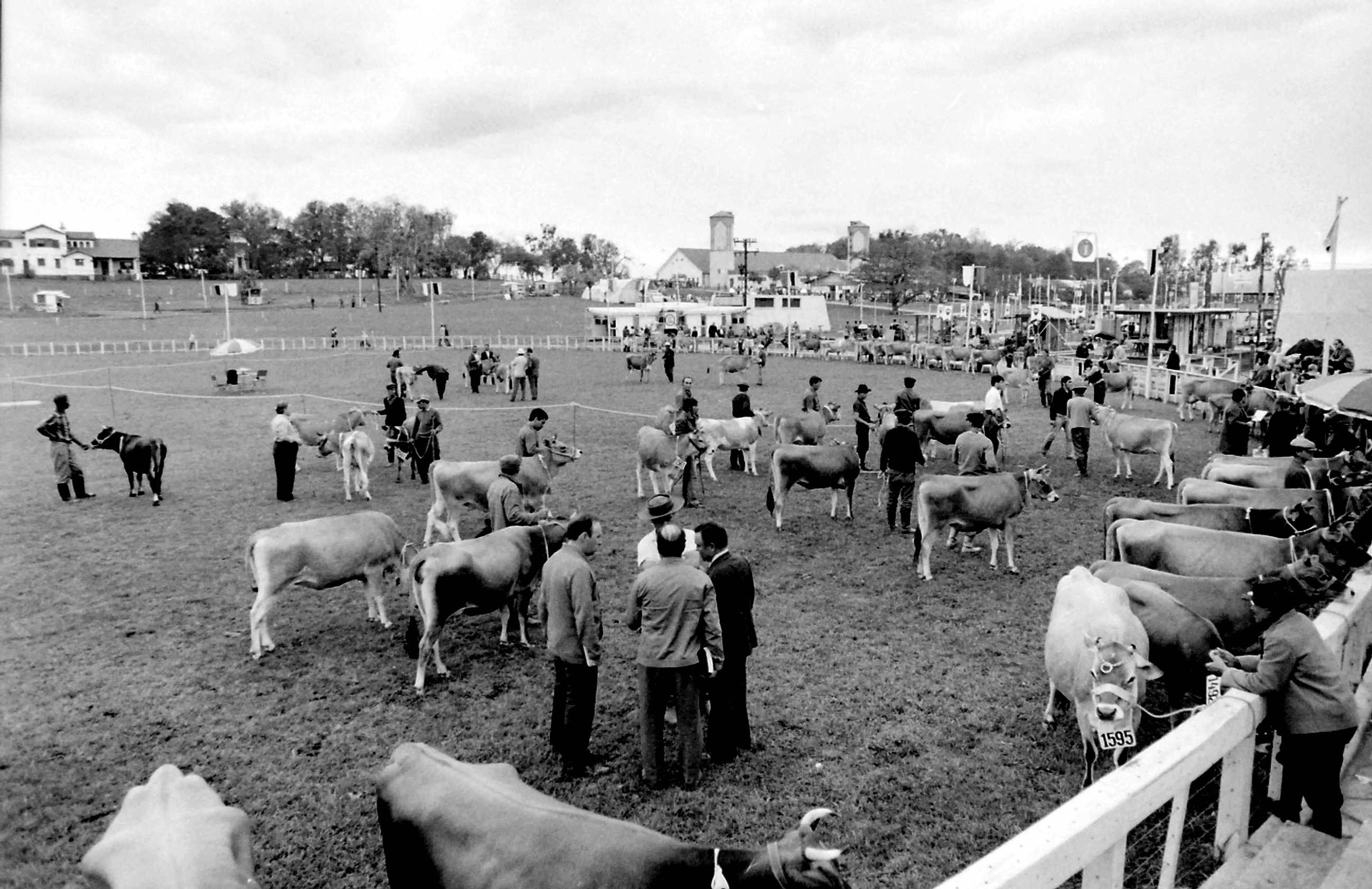 Primeira exposi&ccedil;&atilde;o reuniu 2,9 mil animais de 45 ra&ccedil;as no parque de Esteio