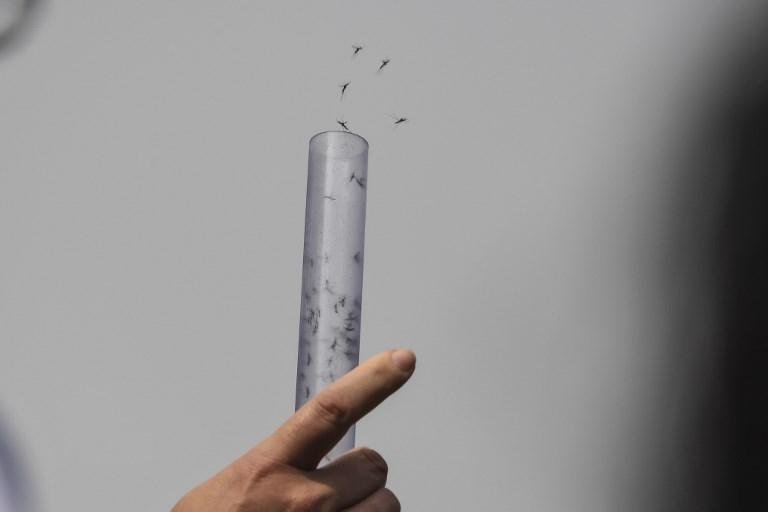 Pesquisadores da Funda&ccedil;&atilde;o Oswaldo Cruz liberaram nesta ter&ccedil;a-feira milhares de mosquitos