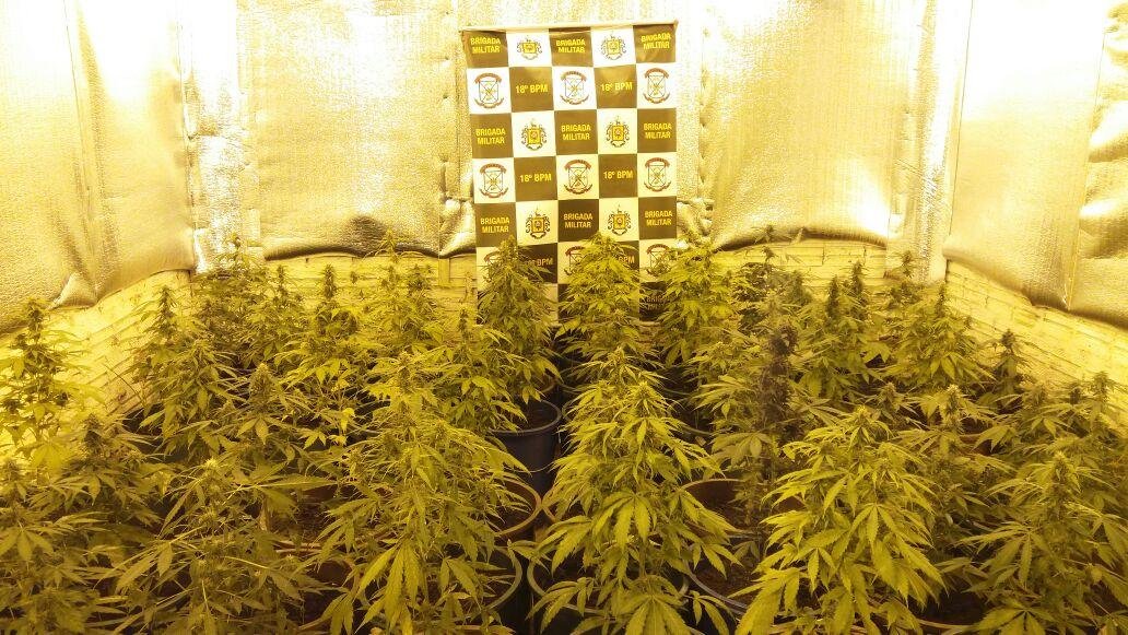 10 embalagens da droga e cerca de 3 quilos estavam embaladas, prontas para venda