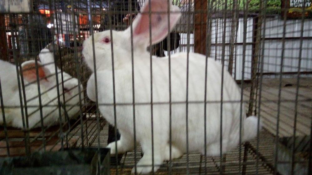 Espa&ccedil;o na Expointer re&uacute;ne 24 ra&ccedil;as diferentes de coelhos e tr&ecirc;s de chinchilas