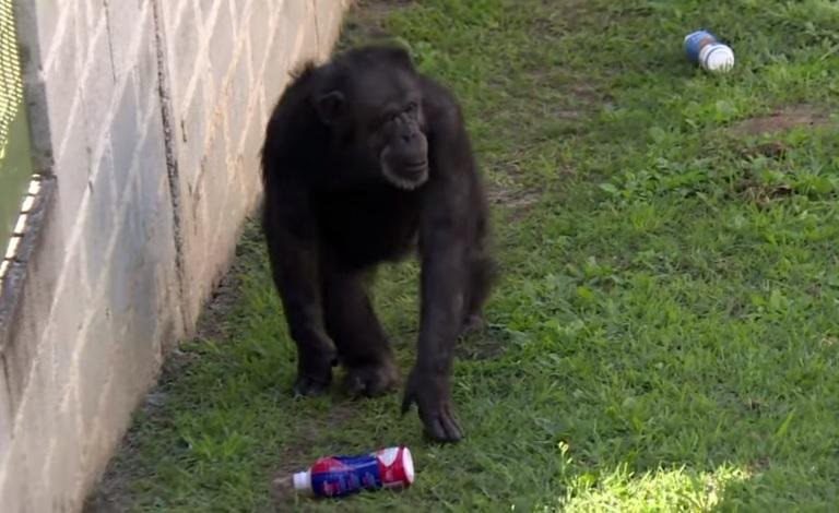 Primata luta contra a depress&atilde;o ap&oacute;s ter sido transferida de zool&oacute;gico na Argentina