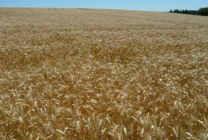 Safra 2017/2018, que iniciou em julho, ter&aacute; R$ 10 bilh&otilde;es de cr&eacute;ditos rural para todas as linhas