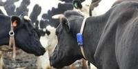Startup criou coleira que tem a capacidade de verificar o tempo de ruminação, atividade e ócio dos bovinos