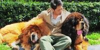 Vizinhos reclamavam do choro de cachorros da raça Mastim Tibetano, como os da imagem abaixo