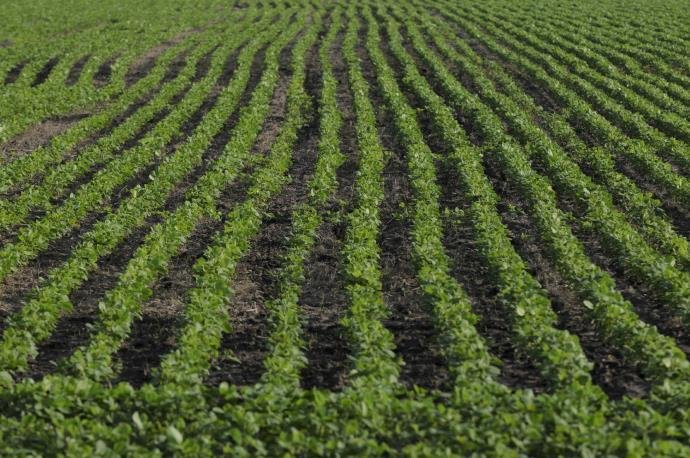 Soja poder&aacute; ocupar parte da &aacute;rea que foi reservada ao milho no ano passado