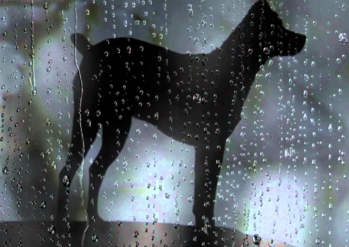 "Cora&ccedil;&atilde;o de Cachorro" mostra uma vis&atilde;o budista sobre a morte	