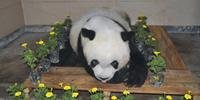 Animal tinha 37 anos e vivia em um parque na China