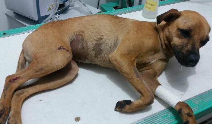 C&atilde;o foi atropelado na avenida da Legalidade