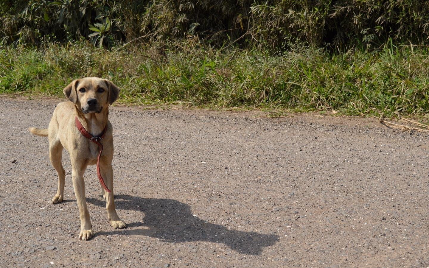 Donos de animais tamb&eacute;m poder&atilde;o participar do programa de esteriliza&ccedil;&atilde;o