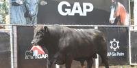 Arrematado por R$ 36 mil, touro “Combate” foi o bovino mais valorizado