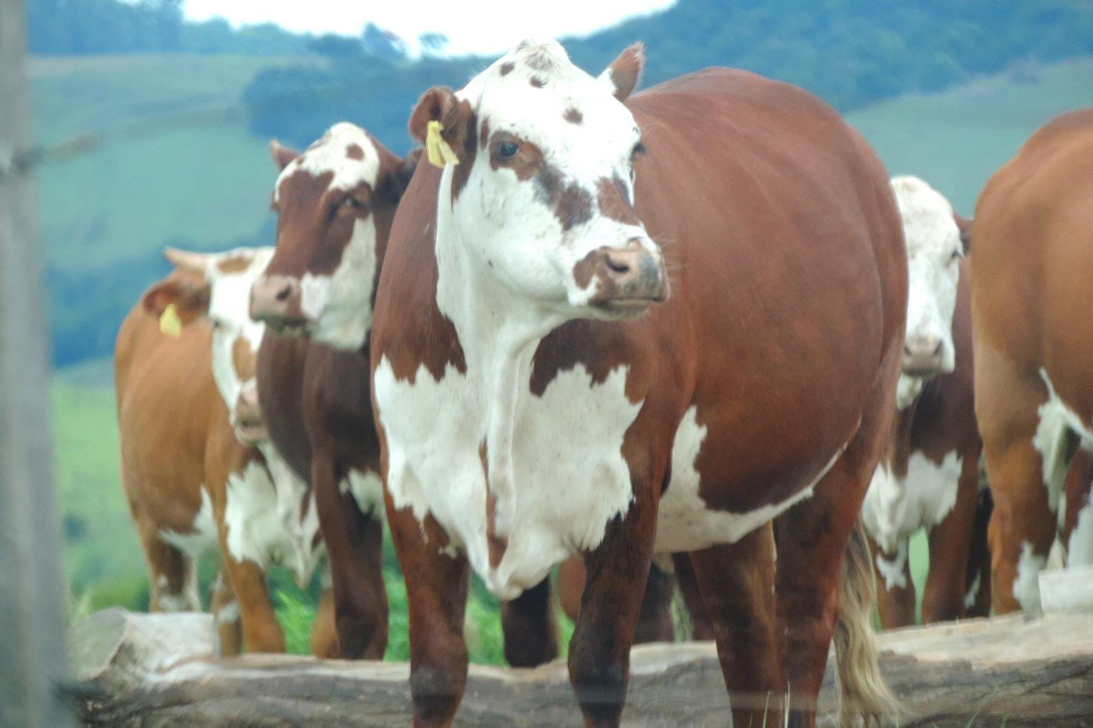 Especialistas dizem que oscila&ccedil;&atilde;o &eacute; natural pelas quest&otilde;es de mercado