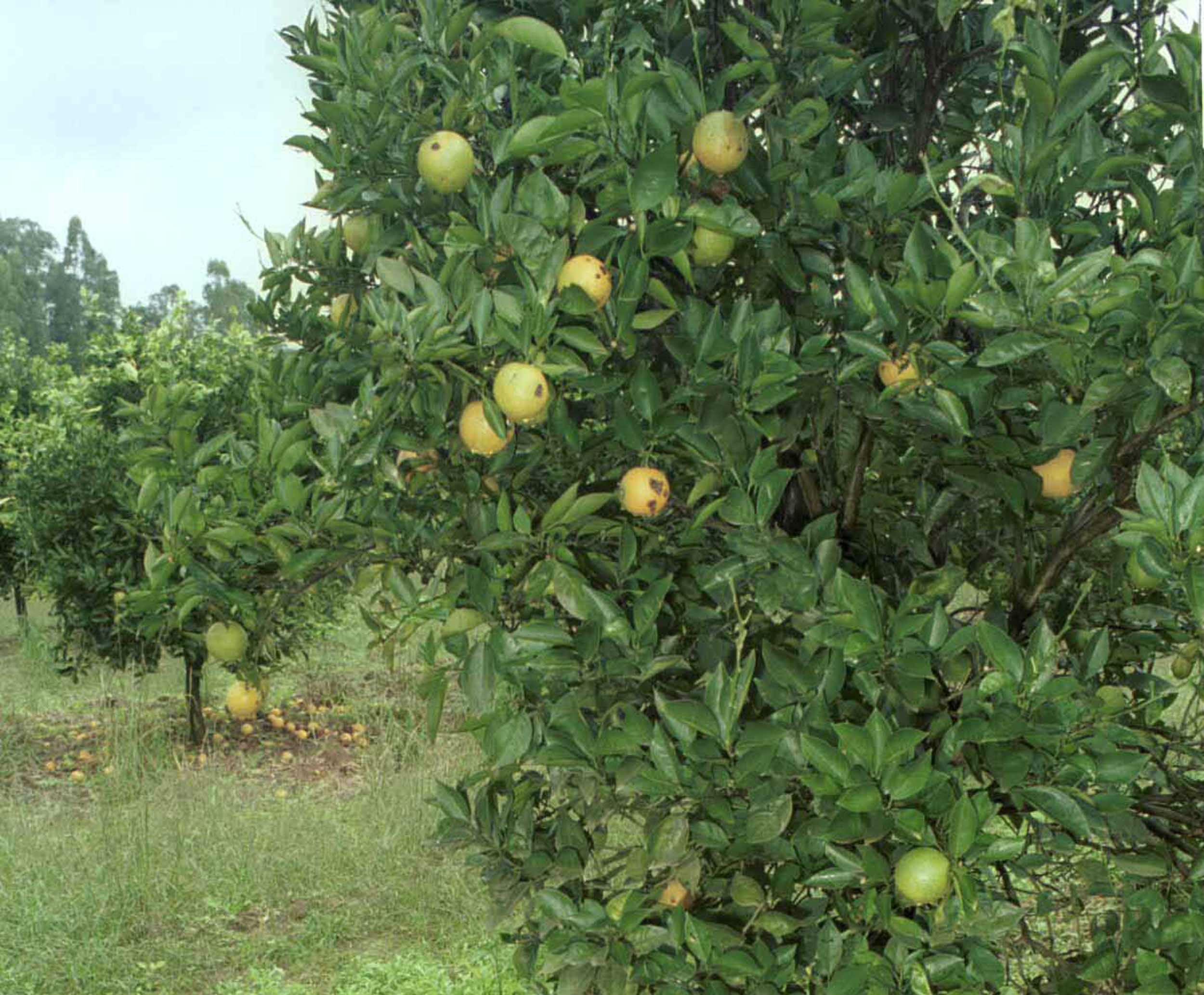 Colheita de c&iacute;tricos &eacute; antecipada no Rio Grande do Sul 