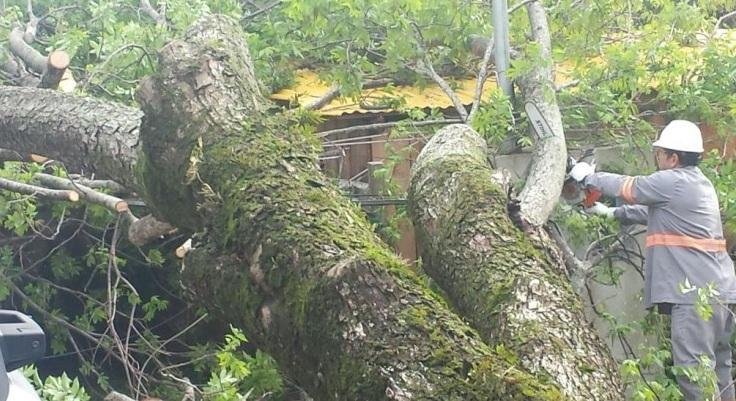 Em Iju&iacute;, temporal destelhou diversas casas e derrubou &aacute;rvores 