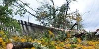 Várias ruas de Porto Alegre estão bloqueadas por quedas de árvores e outros problemas