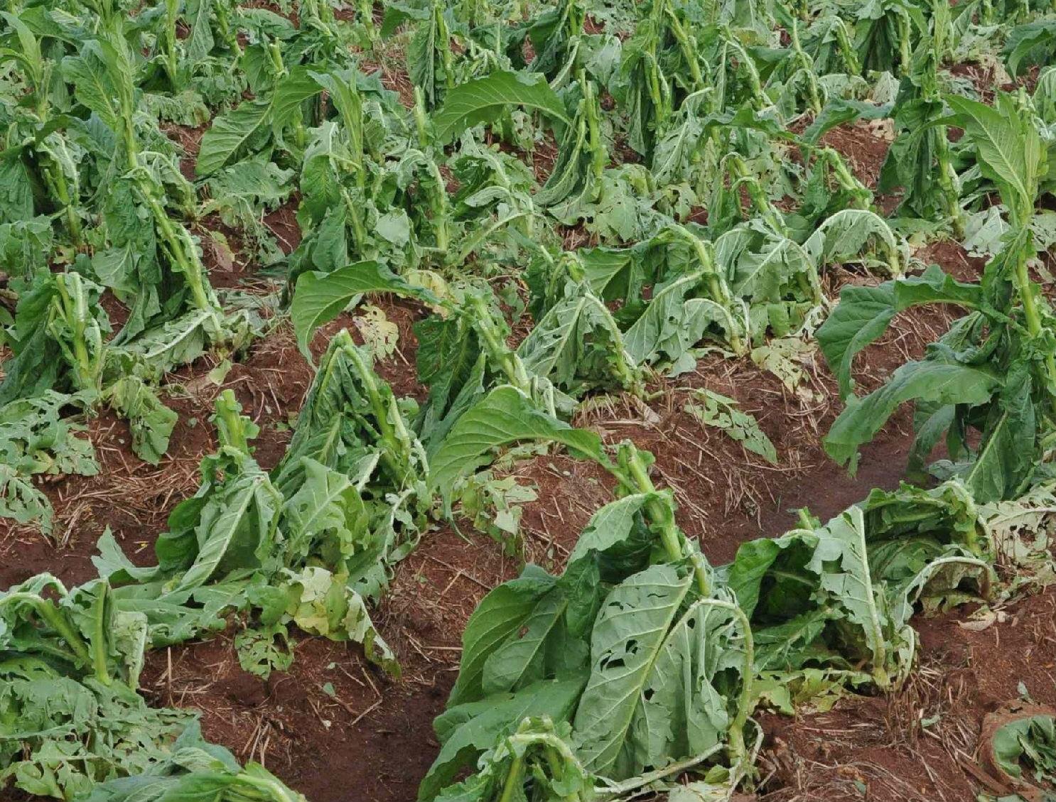 Granizo prejudica &aacute;reas de cultivo no Estado