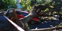 Carro foi atingido por uma enorme árvore na Ferreira Viana