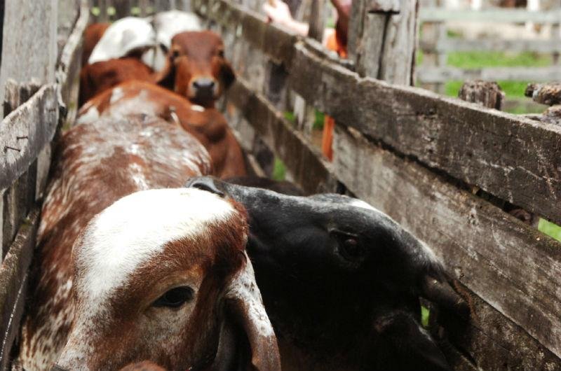 Rio Grande do Sul amplia controle na fronteira contra aftosa