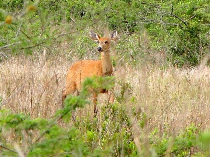 Desembargador do TJ suspende liminar que impedia abate de cervos do Pampa Safari