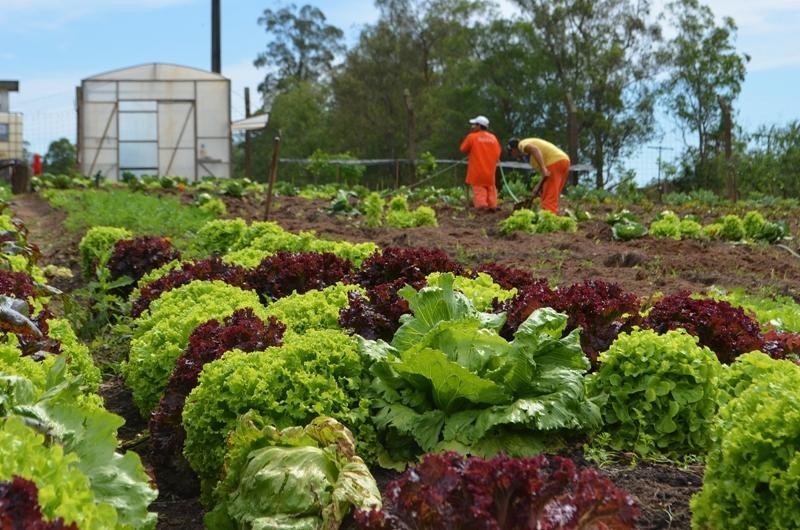 Presos cultivam horta em penitenci&aacute;ria de Montenegro