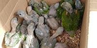 Aves estão sendo avaliadas após terem sido resgatadas pela polícia, no Paraná