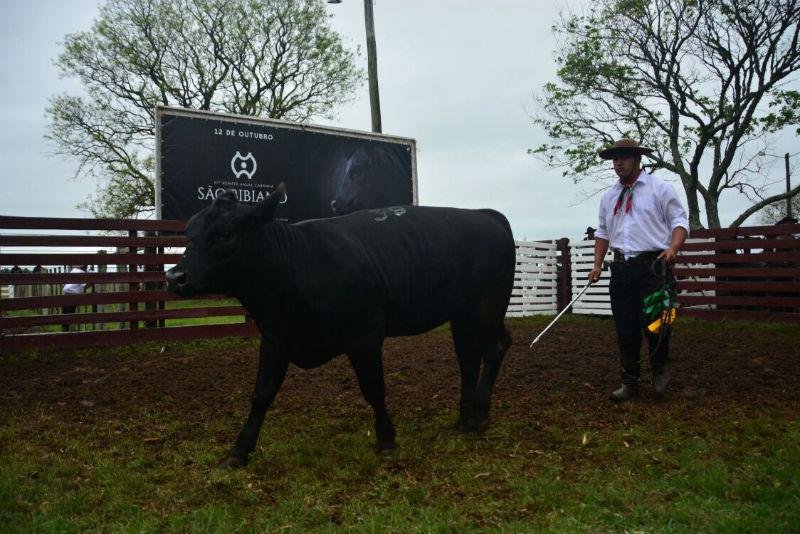 Gen&eacute;tica premiada impulsiona vendas em leil&atilde;o de Uruguaiana