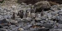 80% da espécie pinguins de Humboldt vivem na região